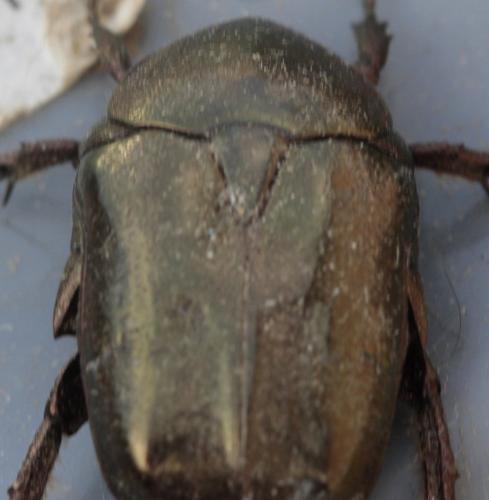 Potosia sp.